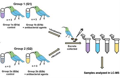 Direct Evidence That Sunbirds’ Gut Microbiota Degrades Floral Nectar’s Toxic Alkaloids